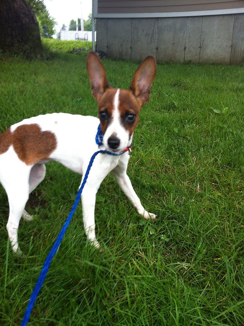 Is my dog too thin? Dog Forum